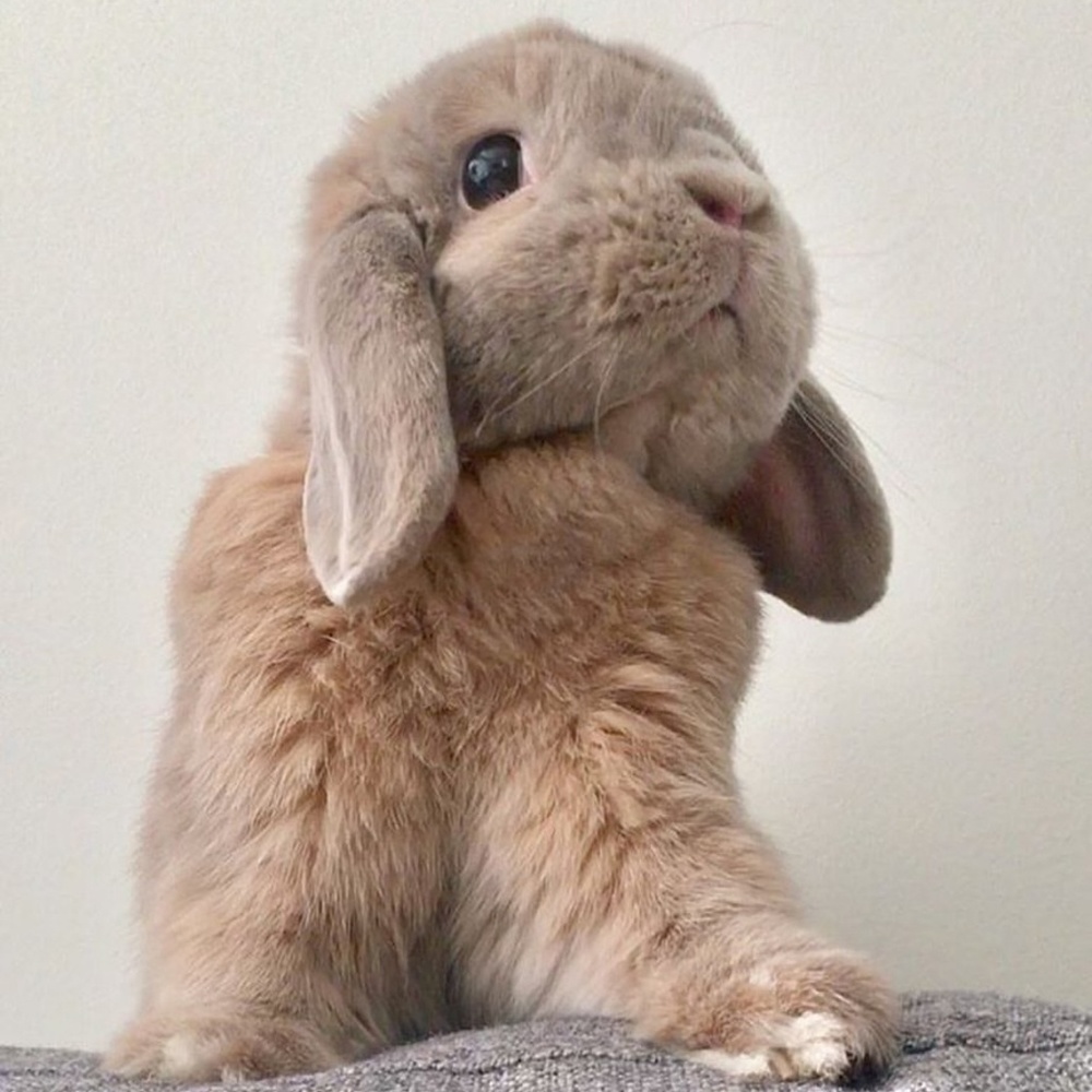 Meet your Posher, Stella